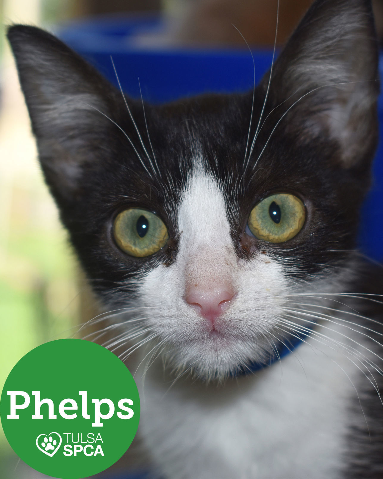 Phelps
